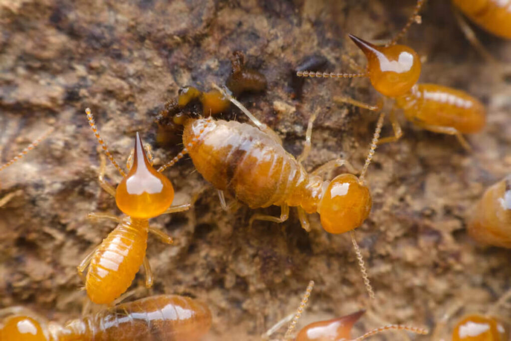 Termite Inspection in Sydney