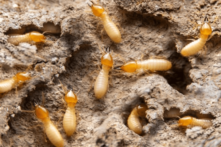 Termite Treatment Sydney